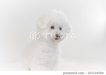 toy poodle  103134504