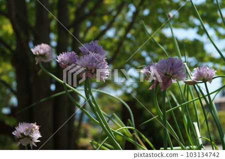 淡紫色的花韭菜花 淡紫色的花韭菜花 103134742