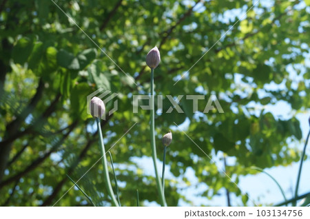 chive buds 103134756