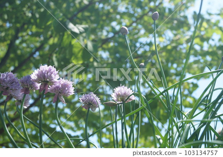 Sunlit chive flowers Sunlit chive flowers 103134757