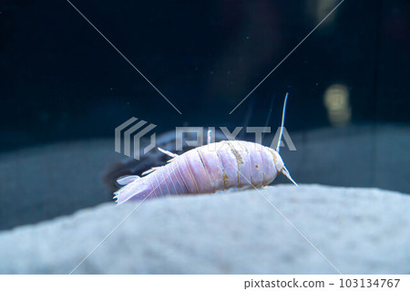 White-tailed beetle 103134767
