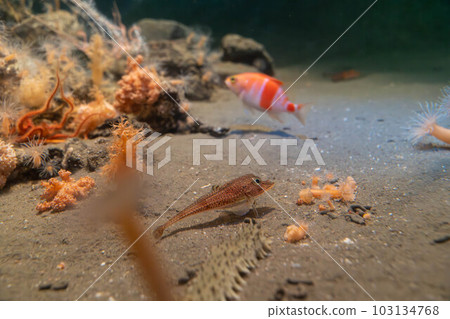 Kihoubou和Azuma-nadai 103134768