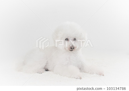 toy poodle  103134786