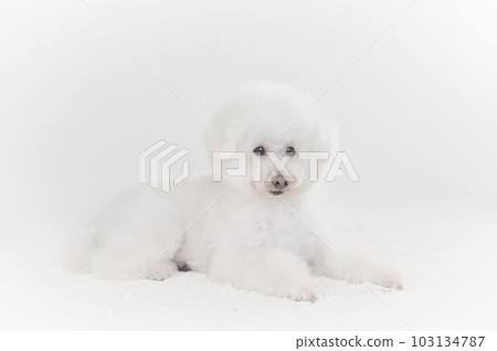 toy poodle  103134787