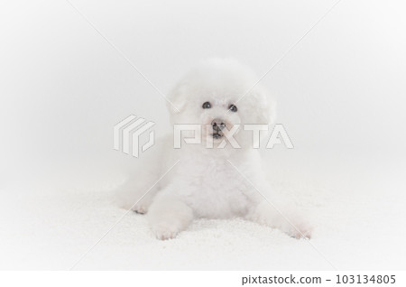 toy poodle toy poodle 103134805