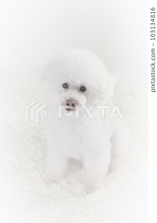 玩具貴賓犬 玩具貴賓犬 103134816