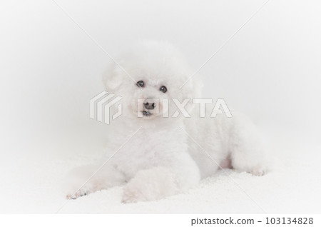 toy poodle toy poodle 103134828