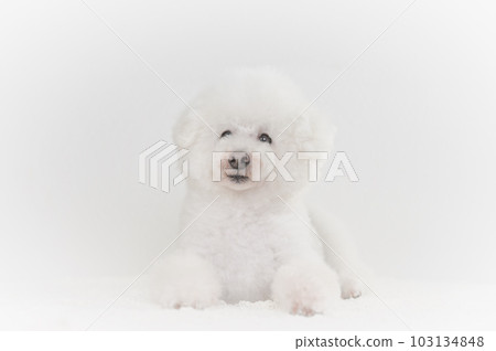 toy poodle toy poodle 103134848