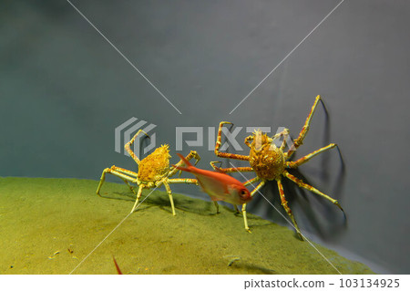 Alfonsino and spider crab Alfonsino and spider crab 103134925