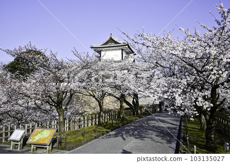 Kanazawa Castle Park with beautiful cherry blossoms in full bloom 103135027