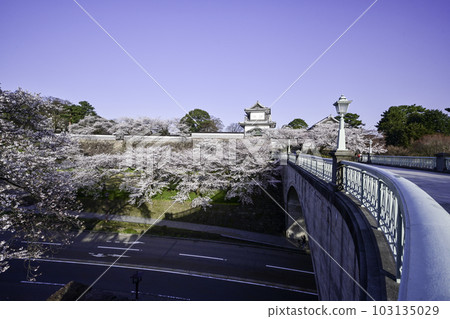 Kanazawa Castle Park with beautiful cherry blossoms in full bloom 103135029