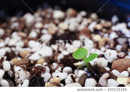健康發芽的紫羅蘭葉 健康發芽的紫羅蘭葉 103135165