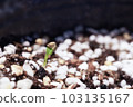 發芽良好的紫羅蘭色種子 103135167
