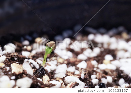 Violet seeds that germinated well Violet seeds that germinated well 103135167