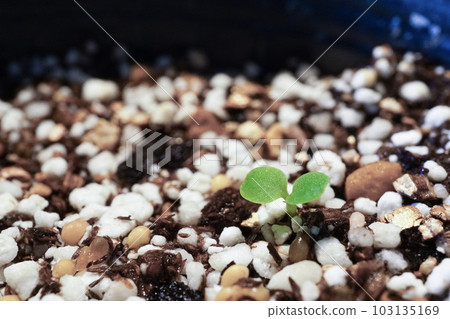 健康發芽的紫羅蘭葉 健康發芽的紫羅蘭葉 103135169