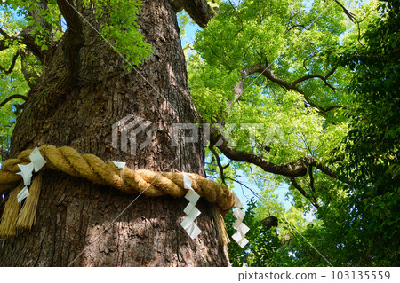 Shin Kumano Shrine Kagemuki Ookusumi (Higashiyama Ward, Kyoto City) 103135559