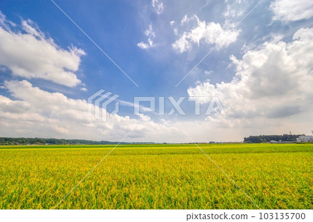 Harvest rice field Harvest rice field 103135700
