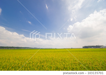 Harvest rice field Harvest rice field 103135701