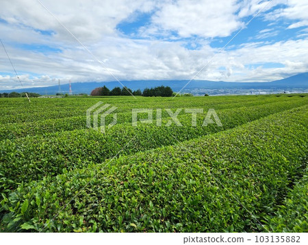 新鮮的綠茶葉 新鮮的綠茶葉 103135882