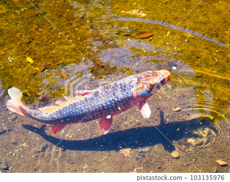 A carp peeking out from the beautiful surface of the water 103135976