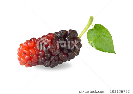 Fresh mulberry fruit  isolated on white background 103136752