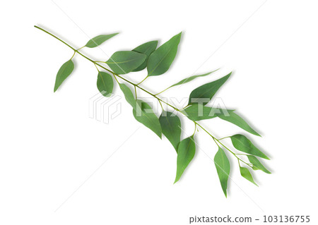 Branch and leaves eucalyptus on white background 103136755