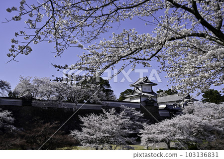 櫻花盛開的金澤城公園 櫻花盛開的金澤城公園 103136831