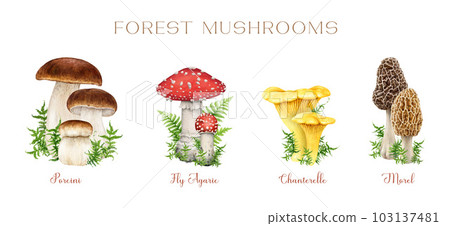 Forest mushrooms vintage style set. Watercolor illustration. Hand drawn porcini, fly agaric, chanterelle, morel mushrooms decorated with green moss. Vintage style mushroom botanical illustration set 103137481