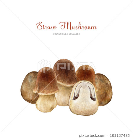 Straw mushroom group watercolor illustration. Hand painted Volvariella volvacea fungi botanical detailed illustration. Fresh straw mushroom asian cuisine element. White background 103137485