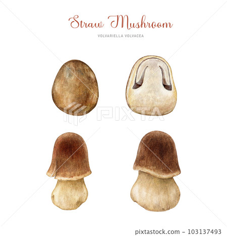 Fresh straw mushroom set. Watercolor illustration. Hand painted Volvariella volvacea fungi close up detailed illustration. Straw mushroom asian cuisine element. White background Fresh straw mushroom set. Watercolor illustration. Hand painted Volvariella volvacea fungi close up detailed illustration. Straw mushroom asian cuisine element. White background 103137493