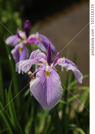 Flower shovel 103138319