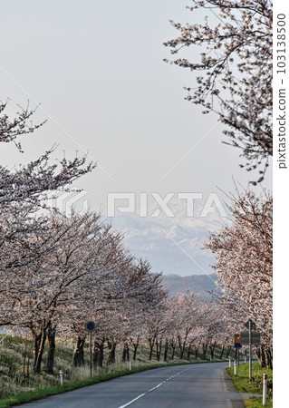Thousand Cherry Trees along the Bokoi Kaido Reclaimed Land in Kahoku Lagoon Thousand Cherry Trees along the Bokoi Kaido Reclaimed Land in Kahoku Lagoon 103138500