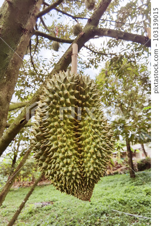 Close up of durians hanging  103139015