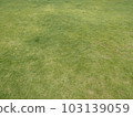 Lawn 103139059