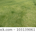 Lawn 103139061