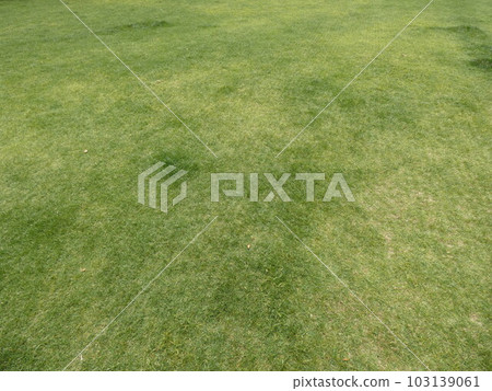 草坪 103139061