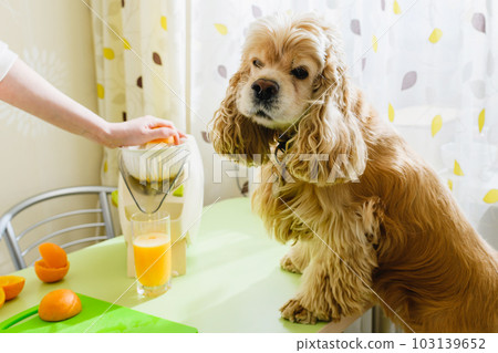 Dog is watching the preparation of fresh orange juice. Dog is watching the preparation of fresh orange juice. 103139652