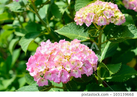 Hydrangea Hydrangea 103139668
