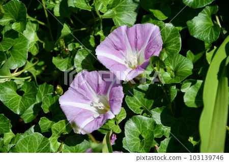 Hamahigao Hamahigao 103139746