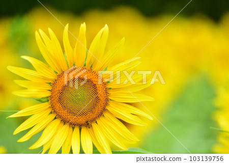 Sunflower in full bloom, summer image Sunflower in full bloom, summer image 103139756