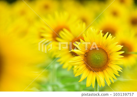 盛開的向日葵,夏天的形象 盛開的向日葵,夏天的形象 103139757
