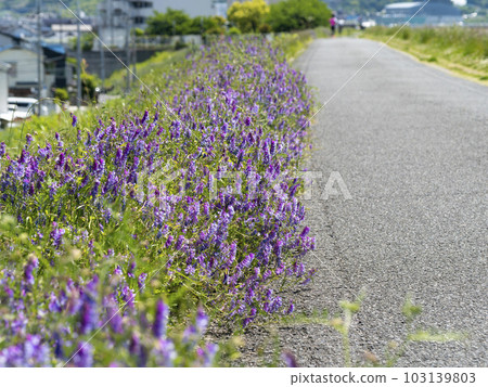 Scenery along the embankment where spring flowers bloom Scenery along the embankment where spring flowers bloom 103139803
