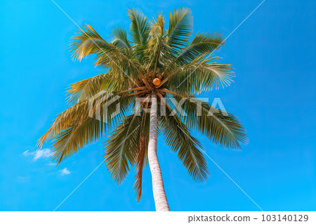 coconuts on Palm tree of on blue sky background 103140129