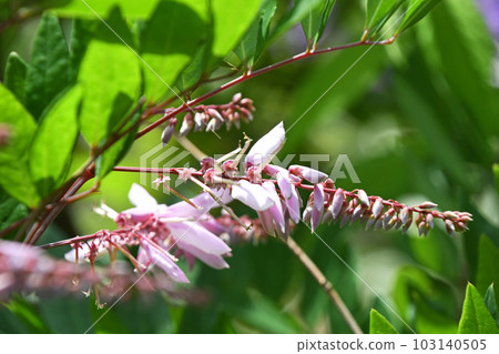 丹藤 (Niwafuji) 103140505