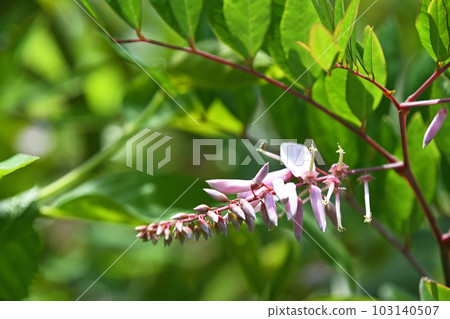 丹藤 (Niwafuji) 103140507