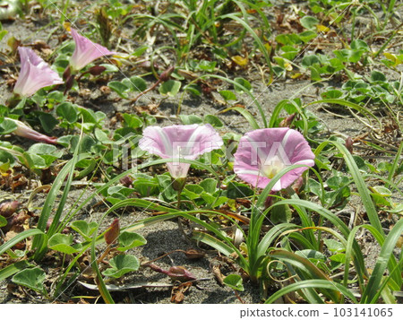 Hanahama luncheon in early summer growing on Kemigawa beach Hanahama luncheon in early summer growing on Kemigawa beach 103141065