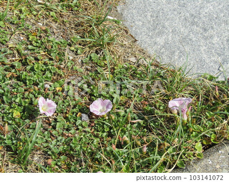 Hanahama luncheon in early summer growing on Kemigawa beach Hanahama luncheon in early summer growing on Kemigawa beach 103141072