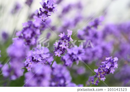薰衣草 103141523