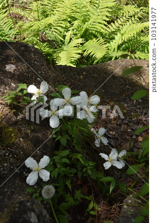 White petal clematis White petal clematis 103141977