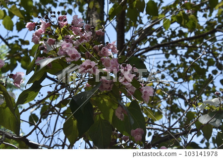 Slow-eyed Sakura Wabisuke Slow-eyed Sakura Wabisuke 103141978